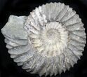 Pavlovia Ammonite Fossil - Siberia #29743-1
